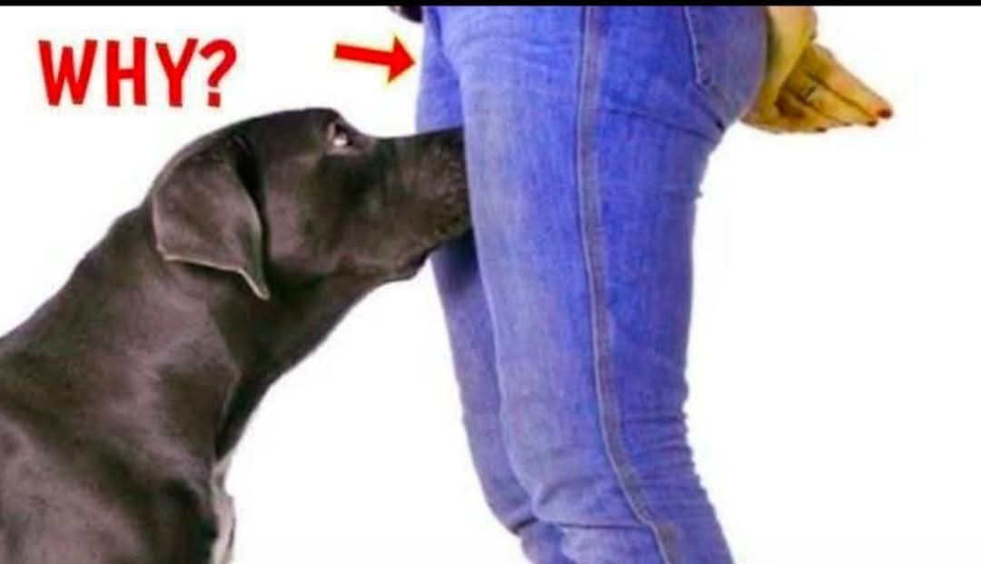 Why do Dogs Sniff your Private Parts or your Crotch? Discover the reason WHY? || Monkoodog